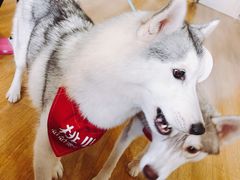 -Husky Go! 哈士奇体验馆·宠物咖啡厅狗咖