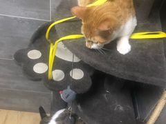 -美联众合宠物医院·爱萌分院·内外科·猫科中心