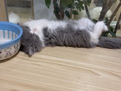 -屋虎猫馆(宝安大仟里店)