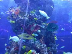 -芜湖新华联大白鲸海洋公园