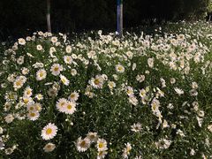 -四里河滨水生态公园