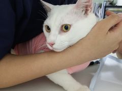 -可蒙动物医院·猫科·骨科中心(首义路店)