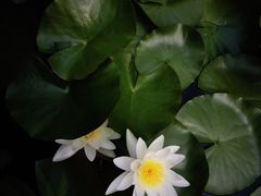 -武清南湖绿博园