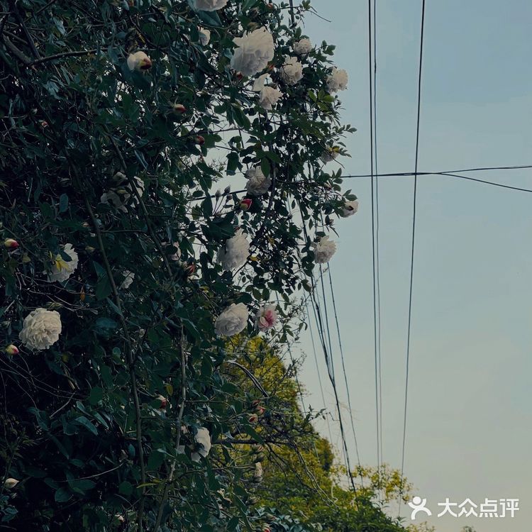 青岛网红打卡地｜青岛大学路网红转角墙