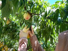 -老袁家蜜桃农场·阳山水蜜桃