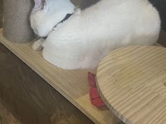 -蓝鲸·缅因猫舍