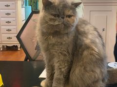 -猫小院猫主题咖啡厅(北锣店)