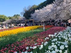 -苏州上方山国家森林公园