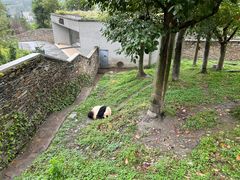 -卧龙中华大熊猫苑神树坪基地