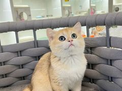 -lincat·猫舍(广州店)