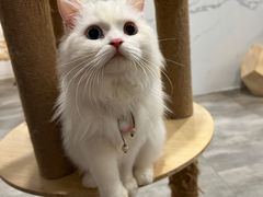 -楼上猫咖(罗湖店)