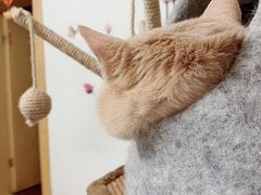 -瑞鹏宠物医院·爱宠堂·骨外专科(西荷分院)