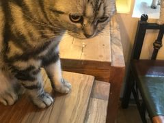 -李小姐の猫咖啡馆(五角场店)