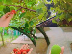 -香木香羊(小汤山店)