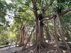 -中国科学院西双版纳热带植物园