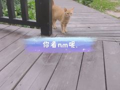 -荷风细雨·中国茶宴(碧云店)