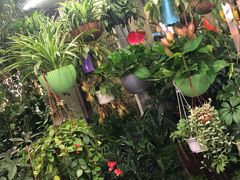 -溪岸路花鸟市场