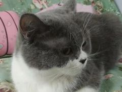 -我爱猫咪·猫咖·狗咖·安哥拉兔·羊驼咖(小寨华旗店)