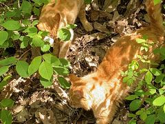 -终南山南五台景区