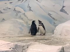 -上海海洋水族馆