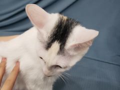 -创凡宠物医院·骨专科  猫科中心(西乡分院)