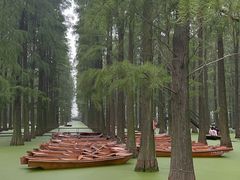 -渌洋湖湿地公园
