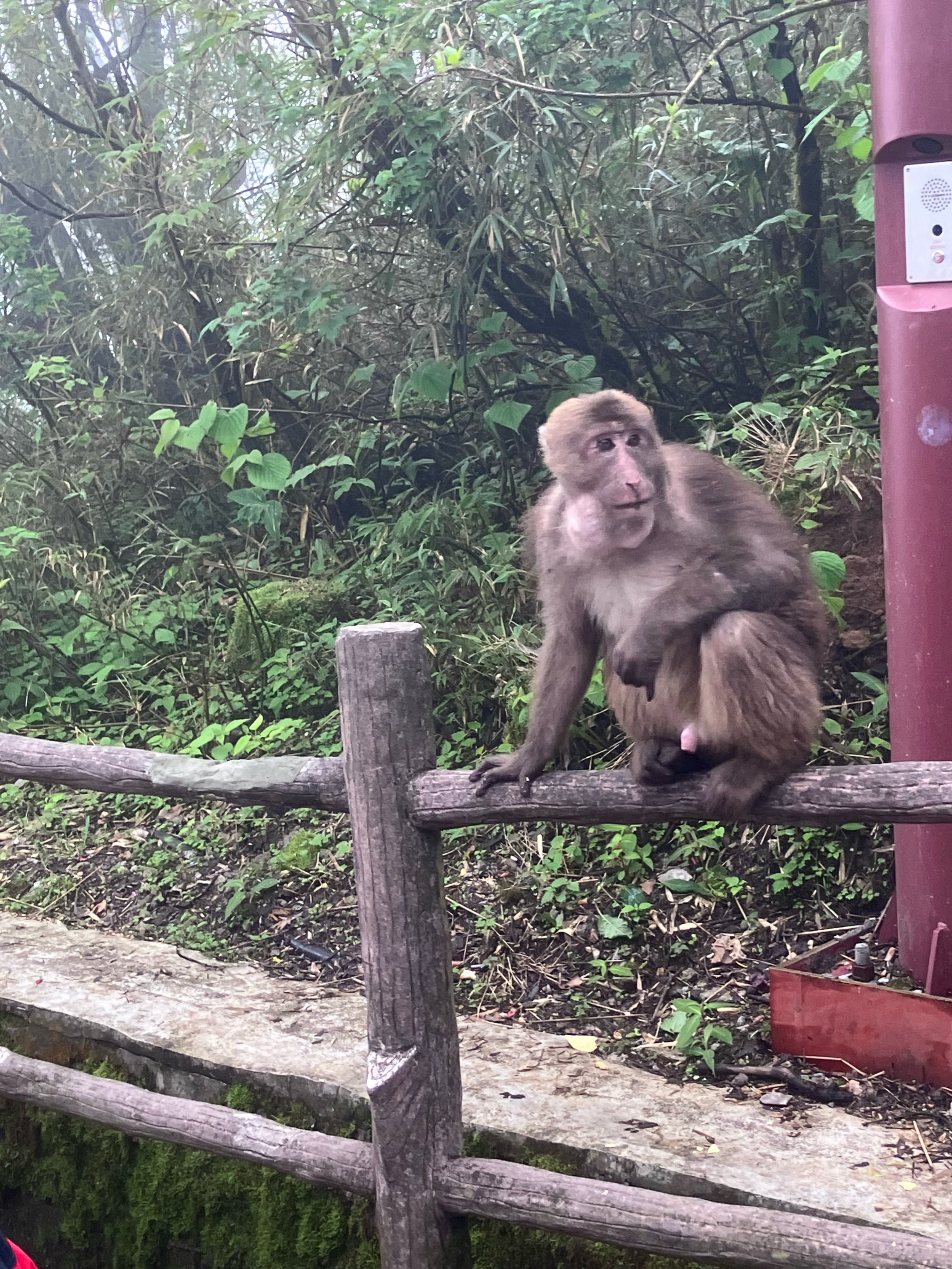 峨眉山猴子图片大全图片