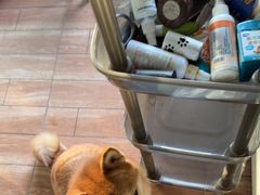 -柴犬高等学院·狗咖·柴犬售卖·宠物训练