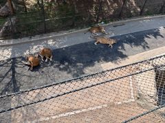 -大连森林动物园