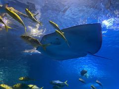 -太平洋海底世界