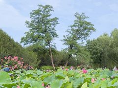 -莲花池公园