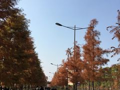 -上海长兴岛郊野公园