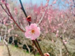 -南京古林公园