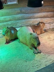 -Zoolung Zoolung动物主题公园(海信广场店)