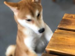 -柴源莊·柴小宠柴犬咖啡