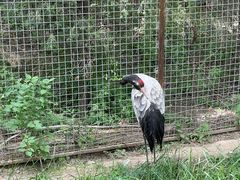 -青藏高原野生动物园