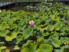 -昆山城市生态森林公园