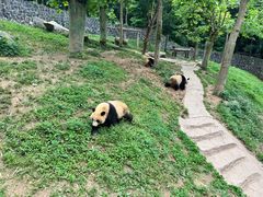 -都江堰中华大熊猫苑