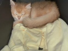 -欣宠猫屋·矮脚拿破仑·蓝金金渐层