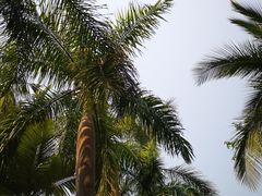 -西双版纳原始森林公园