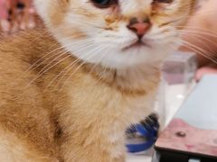 -三花喵·撸猫购宠·宠物生活馆(虹桥南丰城店)