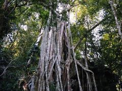 -中国科学院西双版纳热带植物园