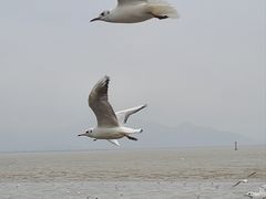 -深圳湾公园(南山区)
