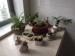 -新湖明珠城