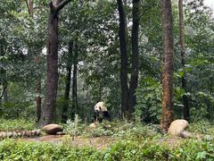 -中国大熊猫保护研究中心雅安碧峰峡基地