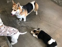 -百好乐宠物友好餐厅(朝外大街店)