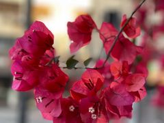 -有红鸡毛店·川菜(建设路店)