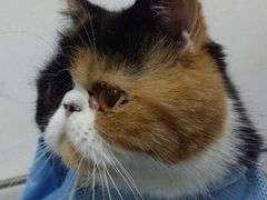 android_upload_pic-中农大我爱我爱24h动物医院·中医针灸·猫专科·骨科医疗中心(双井店)