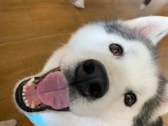 -Husky Go! 哈士奇体验馆·宠物咖啡厅狗咖