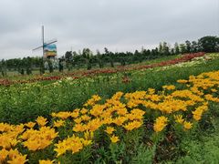 -荷兰花海